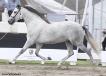 W GLADIADOR MSUAY, DE RANCHO LA PERA, BRONCE Y MM EN POTROS DE TRES A